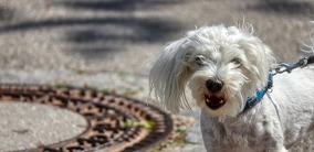 Hundehaftpflicht: Wann Sie als Tierhüter gelten – und wann nicht