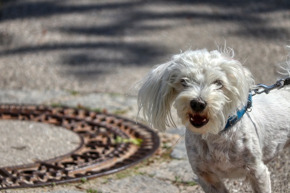 Hundehaftpflicht: Wann Sie als Tierhüter gelten – und wann nicht